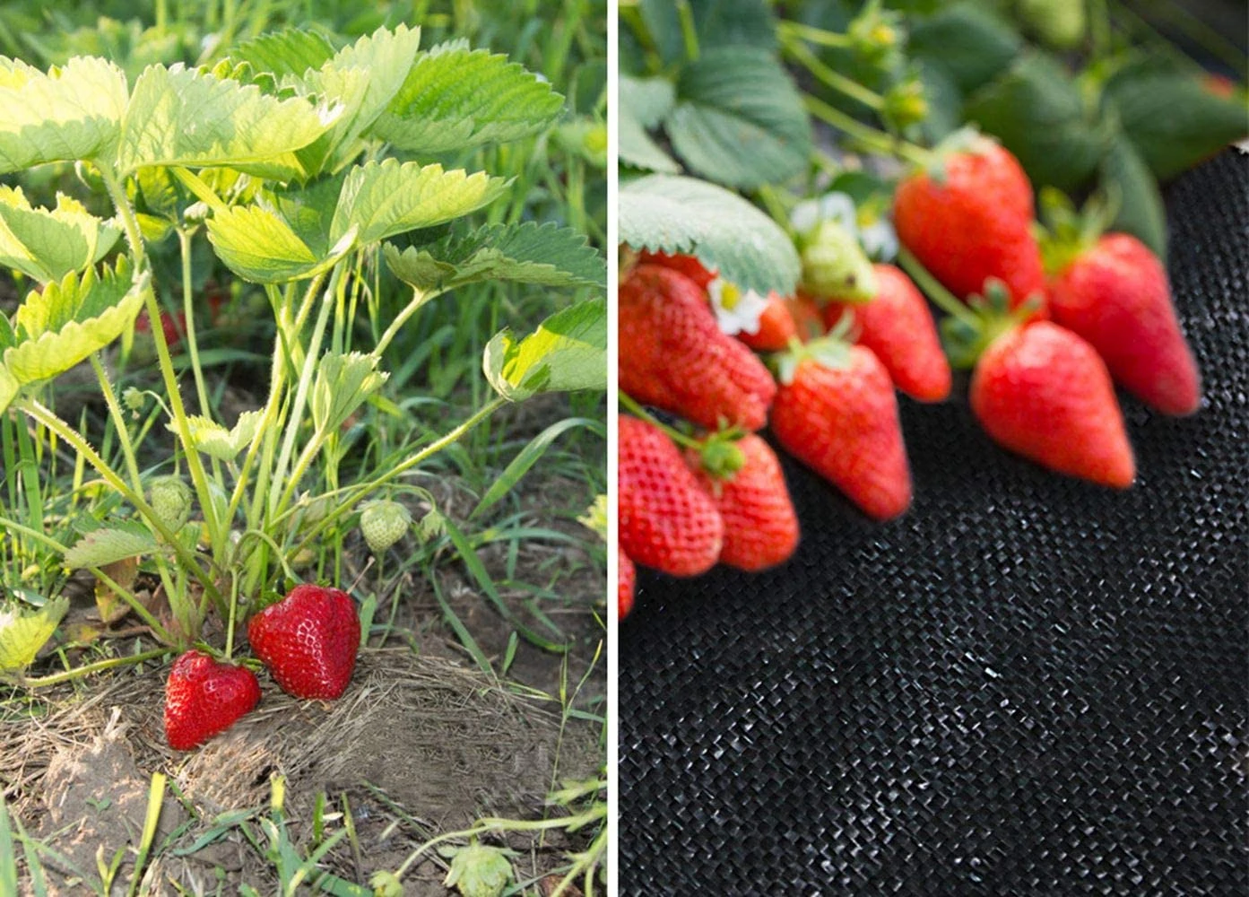 Agricultural plastic products PP woven fabric roll ground cover