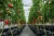Import Agriculture 8M Width Vegetable Planting Single Frozen Film Greenhouse from China