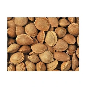 Apricot kernel Wholesale supplier 100% High quality cheap rate Bulk Quantity