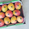 Australian Fresh Mango R2E2