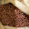Best Price Cocoa Beans for the Buyers from Uganda Africa fermented 5 days organic fair trade