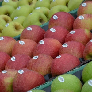 Best quality Fresh apple for sale and other fruits for sale