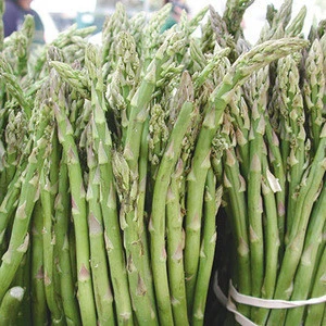 Best Quality Fresh Asparagus for Sale