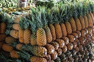 Best Quality Fresh Pineapples at affordable prices.