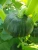 Import Best selling top quality fresh vegetables fresh pumpkin from China