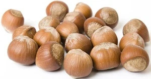 Blanched Hazelnuts/ Hazelnuts Inshell &amp; Kernels/ Organic Hazel Nuts