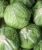Import BT Foods Export Oriented 100% Fresh Green Cabbage from Bangladesh