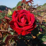 Bulk dry blooming Flower tea ball dried herbal weight loss tea rose tea organic