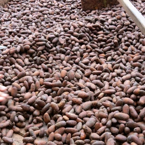 Certified Cacao Bean / Cocoa (Organic Certified) Natural Cacao Beans For Sale