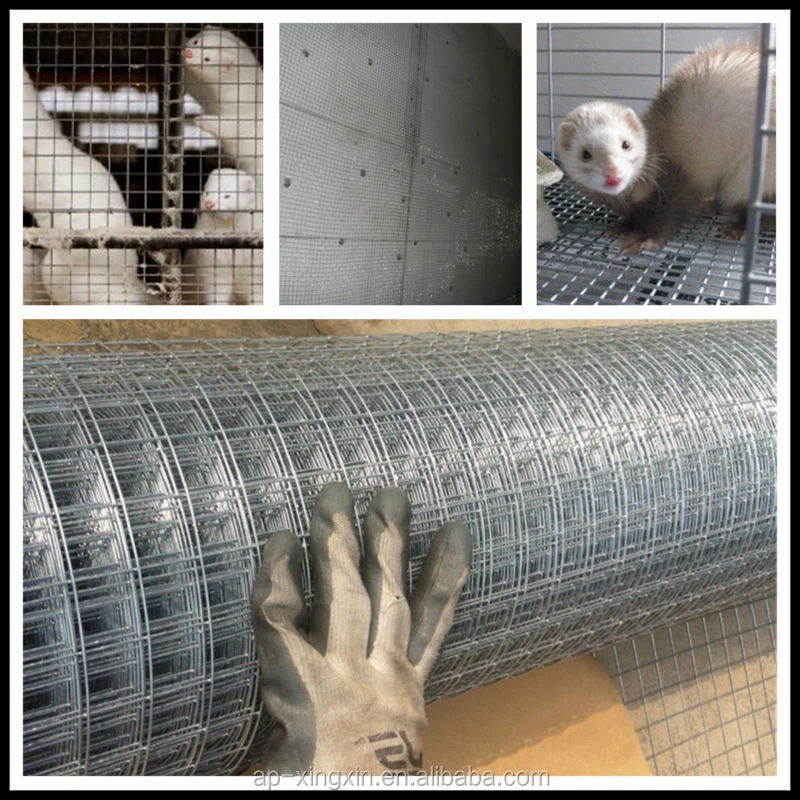 cheap galvanized welded rabbit/bird cage wire mesh roll, wire netting roll, welded iron mesh, welded steel mesh (I - 008)