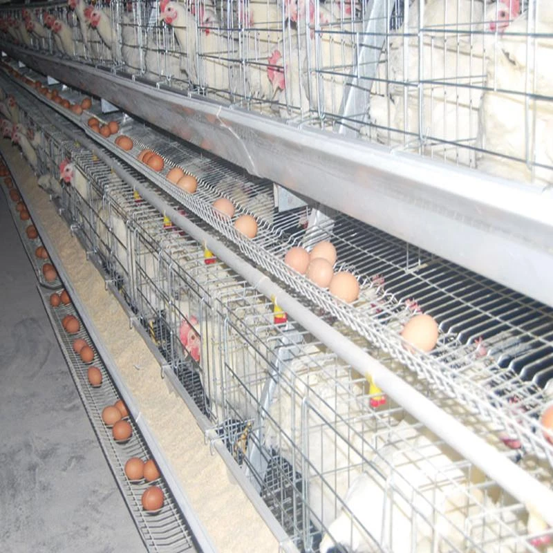 chicken egg poultry farm