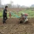 Import China Weeding Machine for Rice Cultivation Farm Machine Cultivator Weeder For Sale from China