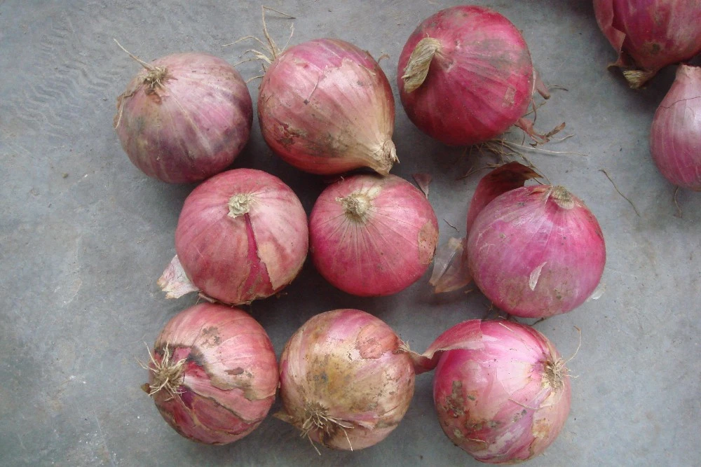 Chinese onion  price for yellow onion and lowest price fresh red onion
