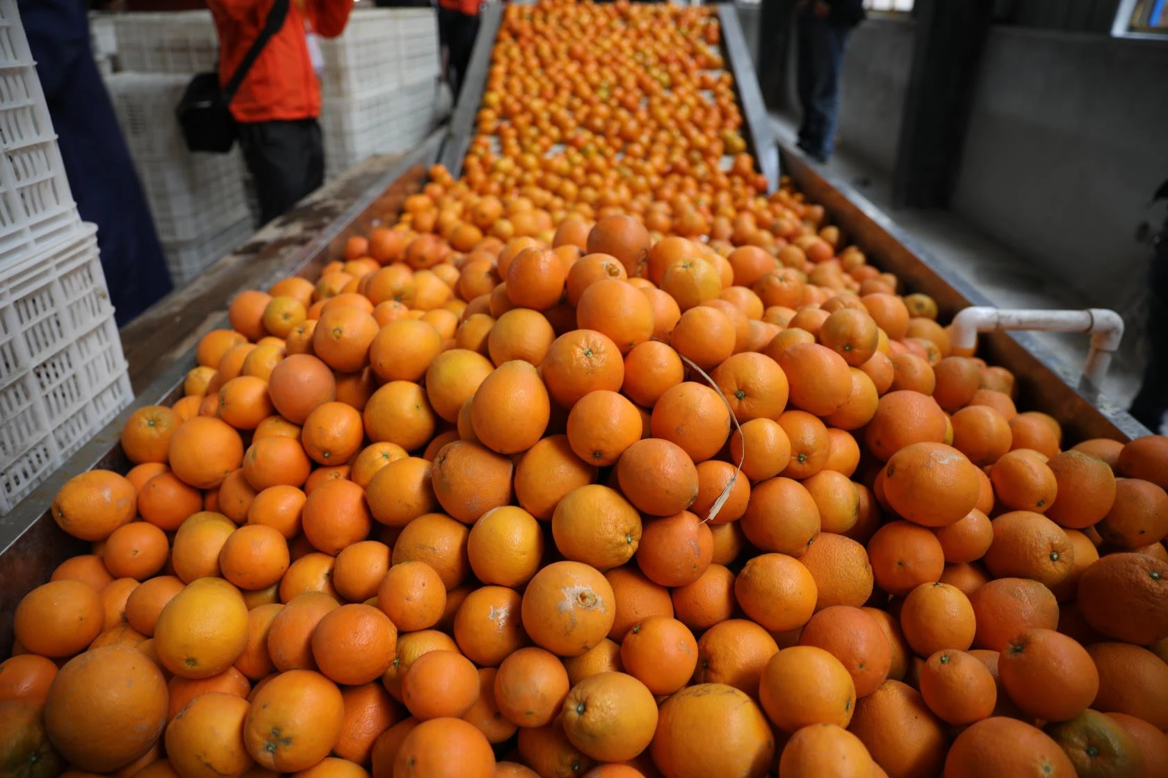 citrus orange fresh with good taste special flavor mandarin orange