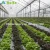 Import Commercial agriculture poly tunnel greenhouses for tomato from China