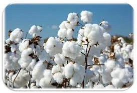 cotton Ukraine