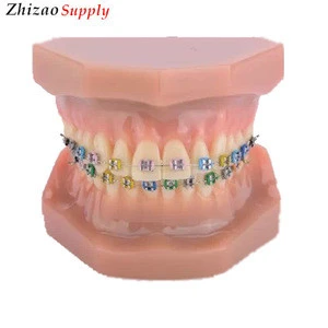 Education Science Dental model Orthodontic model