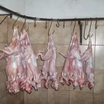 Eu standard quality 680 tons Fresh Frozen Whole Rabbit Meat / Frozen Rabbit Meat and Parts