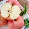 Export Grade 2020 New crop Fresh Red Fuji apple fruit honeycrisp