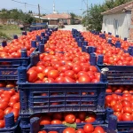 farm specification fresh tomato fresh tomatoes for sale at low price