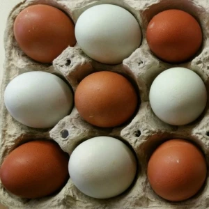 Fertile Chicken Eggs at best discount prices,Discount prices Chicken Fertile Hatching Eggs,Chicken White Eggs