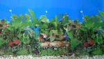 Fish Tank Background Drawing Paper High Definition Picture 3D Decoration Sticker Wallpaper Aquarium Landscape Painting