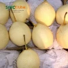 Fresh Asian Pear Ya Pear Type with Wholesales Price