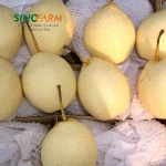 Fresh Asian Pear Ya Pear Type with Wholesales Price