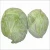 Import Fresh cabbage from Germany