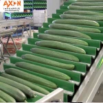 Fresh Cucumber /Zucchini/English Cucumber/Pakistani fresh cucumber