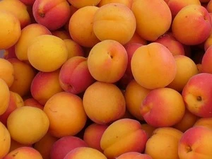 Fresh Frozen Easy sales Apricot