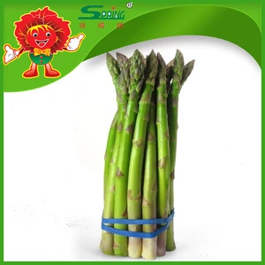 Fresh Green Asparagus Supplier from China