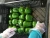 Import Fresh Green Capsicum from Vietnam