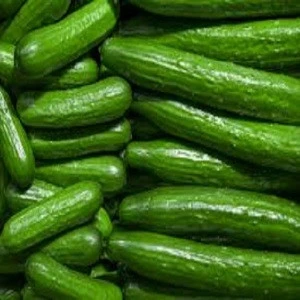 Fresh green Cucumber for sale