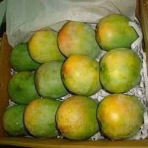 Fresh Haden Mango