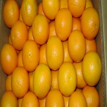 fresh Orange for sale