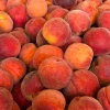 Fresh Peaches / Fresh Nectarines Class 1 (Cat 1) Premium Quality
