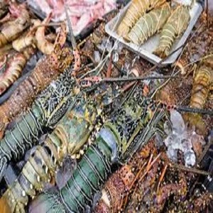 Fresh Quality Frozen Lobster at Best Price