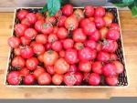 Fresh tomatoes from Peru (Lasuco)