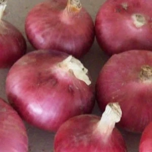 fresh vegetables red onion exporters india