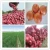 Import GAP Newest Crop Dried Red Shallot from China