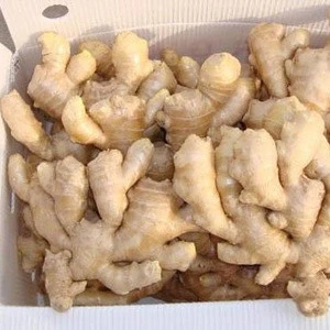 Good quality Fresh ginger from China