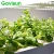 Import Govisun 140w 160w agricultural hydroponic lettuce cultivation greenhouse smart kitchen hydroponic grow system from China