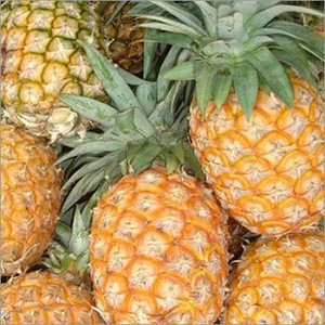 Grade AA Fresh Md2 Golden Pineapple  ****
