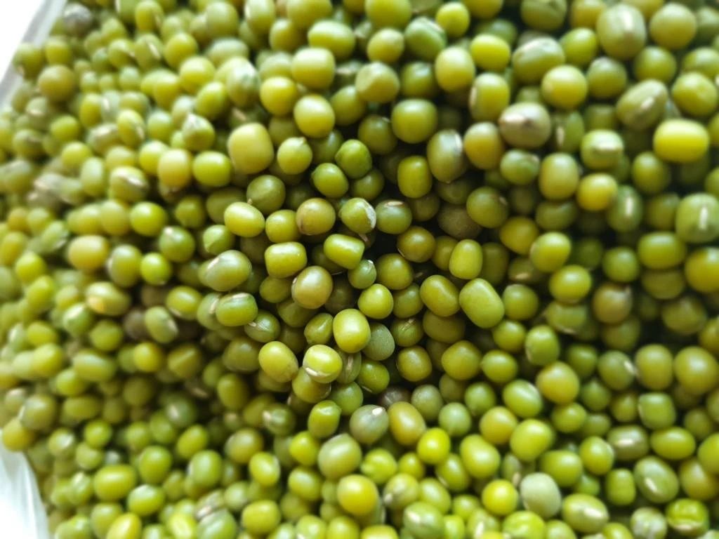 High Quality And Hot Seller Green Mung Bean For Wholesale