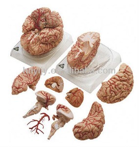 High Quality Brain Anatomy Mode/Anatomy Brain Model/ Brain Model for medical teaching
