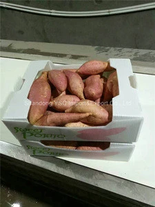 high quality factory price fresh sweet potato for exporting