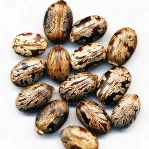 High quality natural dried castor bean seeds