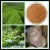 Import High quality  Nature powder Instant green tea powder green tea extract from China