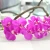 Import Home decoration simulation plant Real touch phalaenopsis artificial silk flowers orchid from China